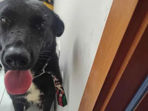 Cachorro raça SRD-ViraLata idade 2 anos nome Lyhir