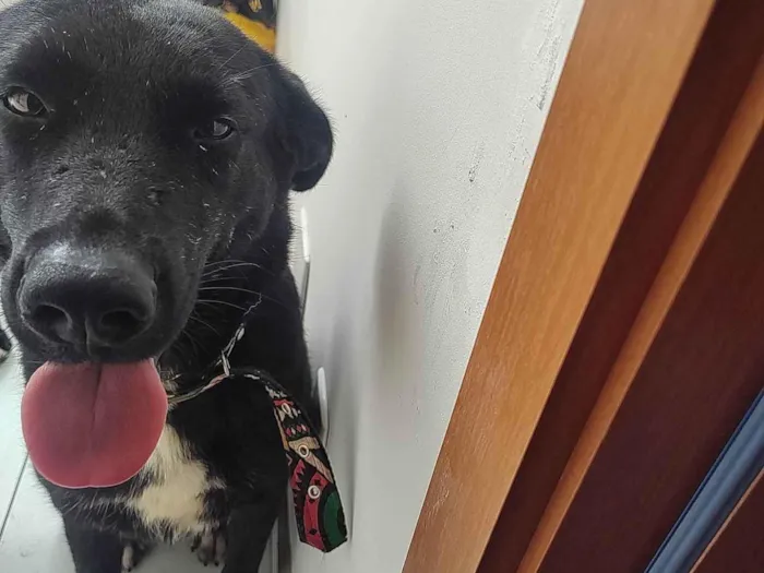 Cachorro ra a SRD-ViraLata idade 2 anos nome Lyhir