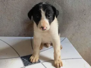 Cachorro raça SRD-ViraLata idade Abaixo de 2 meses nome Ainda não tem nome