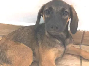 Cachorro raça SRD-ViraLata idade 2 a 6 meses nome Mari