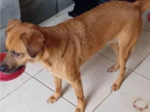 Cachorro raça SRD-ViraLata idade 5 anos nome Layla