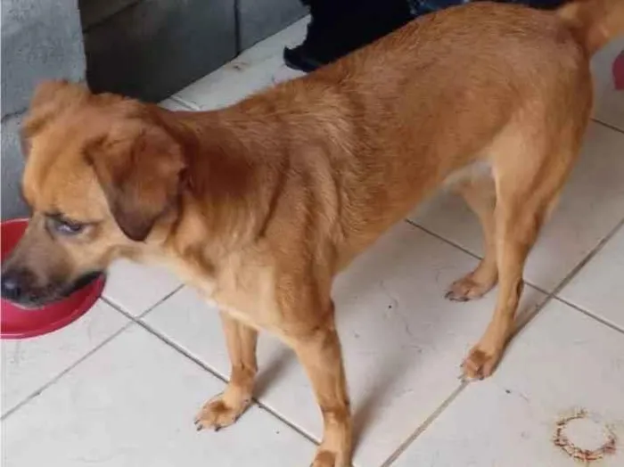 Cachorro ra a SRD-ViraLata idade 5 anos nome Layla