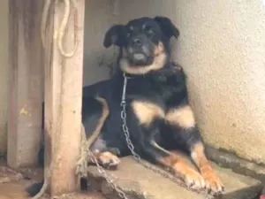 Cachorro raça Rottweiler mista com Vira-lata idade 5 anos nome Doris