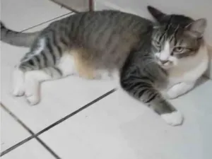 Gato raça SRD-ViraLata idade 4 anos nome Oliver