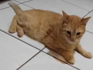 Gato raça SRD-ViraLata idade 6 ou mais anos nome Pingo