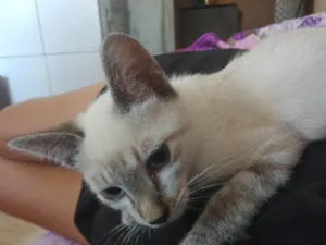 Gato raça Siamês idade 2 a 6 meses nome Titelinha 