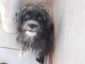 Cachorro raça SRD-ViraLata idade 2 a 6 meses nome Davi Kaue Coelho