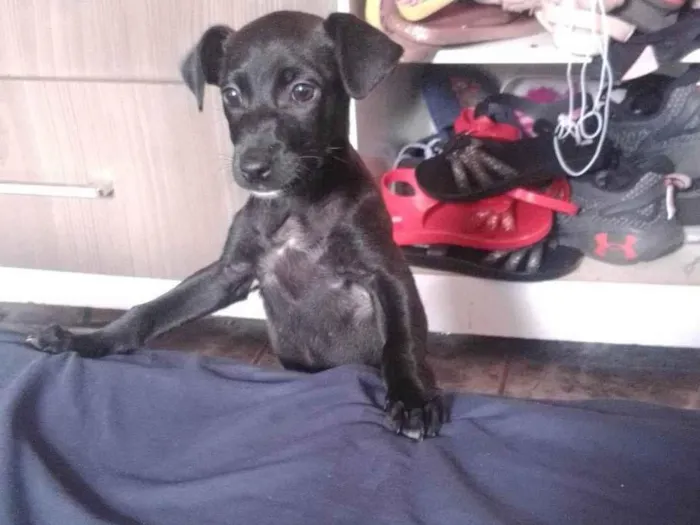 Cachorro ra a SRD-ViraLata idade 2 a 6 meses nome Pantera 