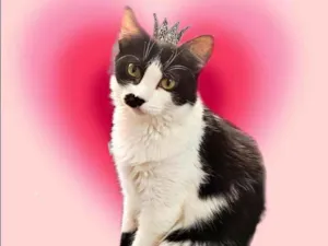 Gato raça SRD-ViraLata idade 7 a 11 meses nome Luara bb8meses linda 