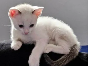 Gato raça Siamês idade Abaixo de 2 meses nome Peralta