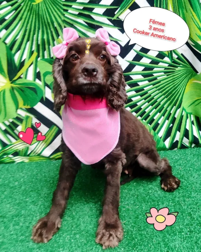 Cachorro ra a Cocker idade 3 anos nome belinha