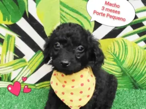 Cachorro raça SRD-ViraLata idade 2 a 6 meses nome bolinho