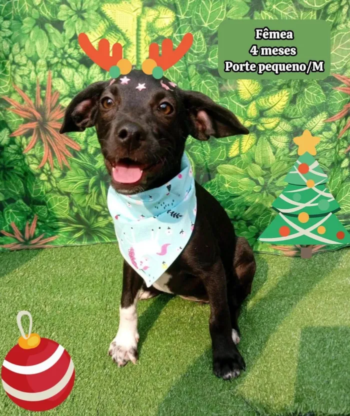 Cachorro ra a SRD-ViraLata idade 2 a 6 meses nome camy