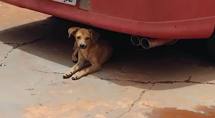 Cachorro ra a SRD-ViraLata idade 2 a 6 meses nome Teca