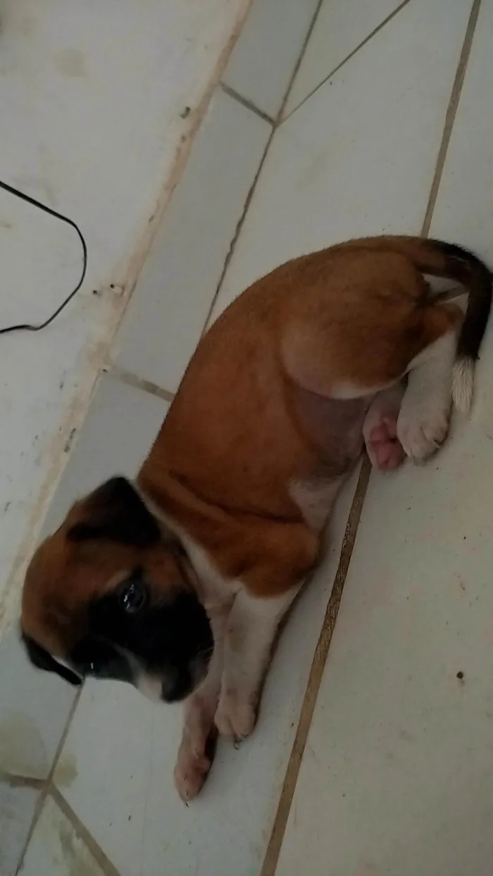 Cachorro ra a SRD-ViraLata idade 2 a 6 meses nome Lua