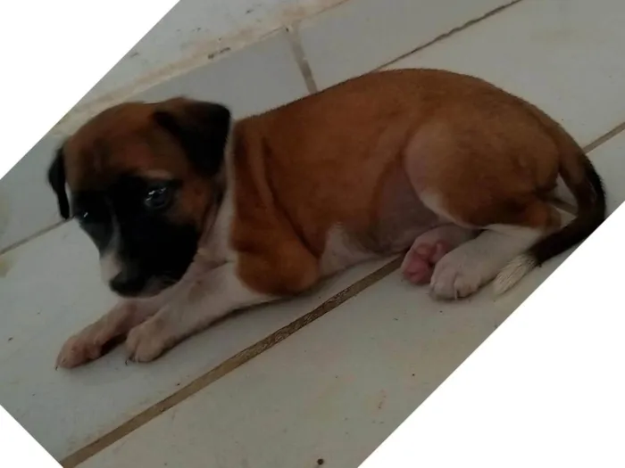 Cachorro ra a SRD-ViraLata idade 2 a 6 meses nome Lua