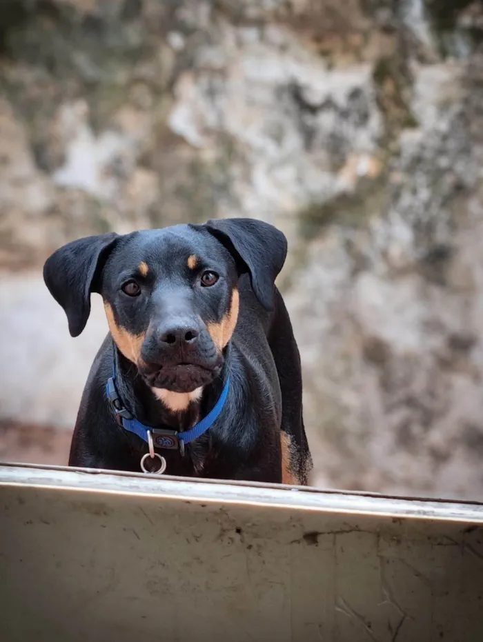 Cachorro ra a SRD-ViraLata idade 1 ano nome Luke