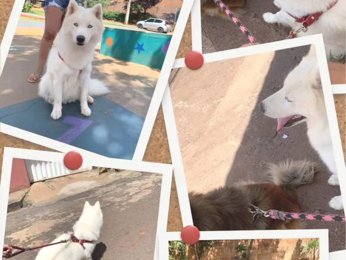 Cachorro ra a Husky Siberiano idade 2 a 6 meses nome Pandora 