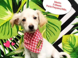 Cachorro raça SRD-ViraLata idade 2 a 6 meses nome vitinho