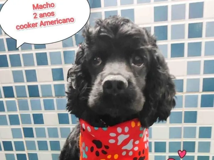 Cachorro ra a Cocker idade 2 anos nome americano