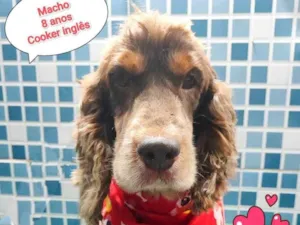 Cachorro raça Cocker idade 6 ou mais anos nome murillo