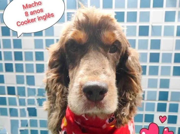 Cachorro ra a Cocker idade 6 ou mais anos nome murillo