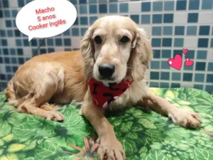 Cachorro raça Cocker idade 5 anos nome filipe