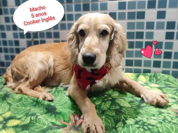 Cachorro ra a Cocker idade 5 anos nome filipe