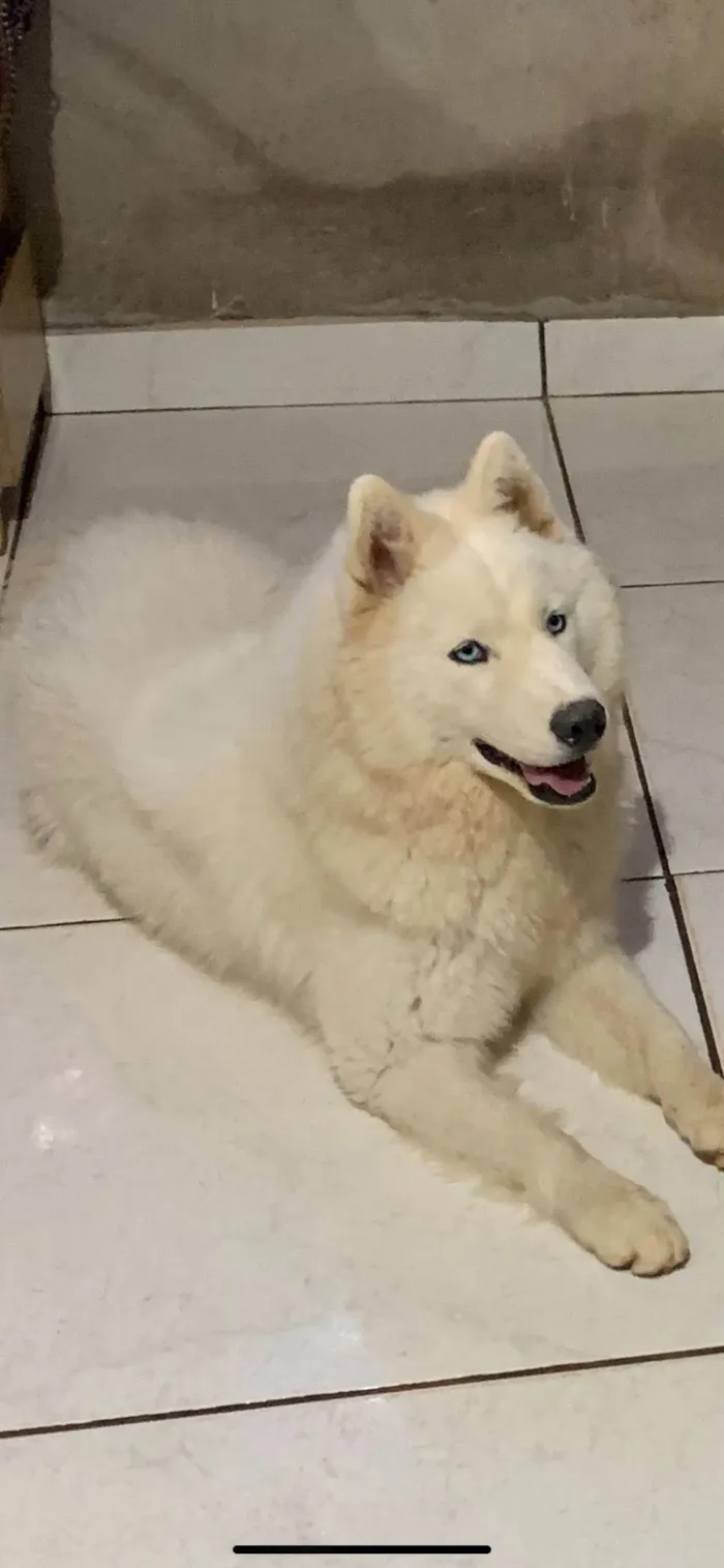 Cachorro ra a Husky Siberiano idade 2 a 6 meses nome Pandora 