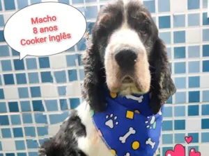 Cachorro raça Cocker idade 6 ou mais anos nome berlim