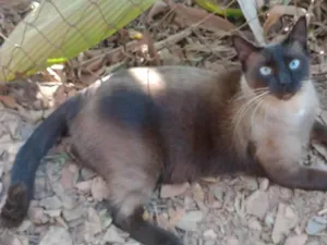 Gato raça SRD-ViraLata idade 2 anos nome Jack