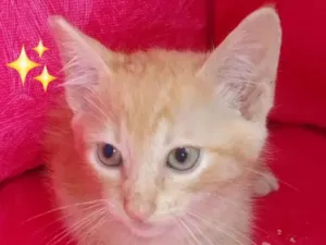 Gato raça SRD-ViraLata idade 2 a 6 meses nome amarelo