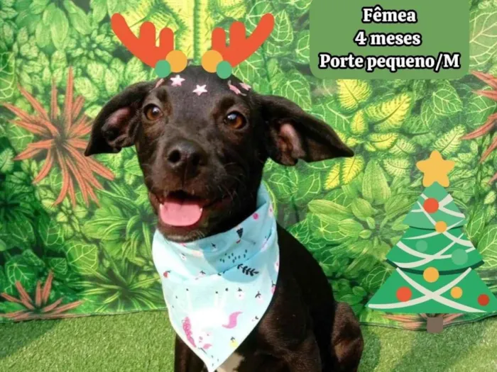 Cachorro ra a SRD-ViraLata idade 2 a 6 meses nome camy