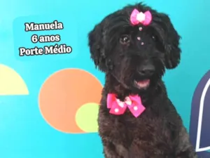 Cachorro raça SRD-ViraLata idade 6 ou mais anos nome manuela