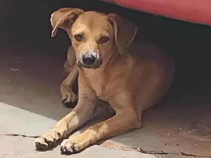 Cachorro ra a SRD-ViraLata idade 2 a 6 meses nome Teca