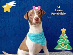 Cachorro raça SRD-ViraLata idade 2 anos nome gi 