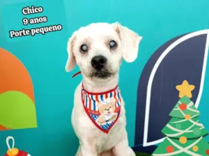 Cachorro raça SRD-ViraLata idade 6 ou mais anos nome chico