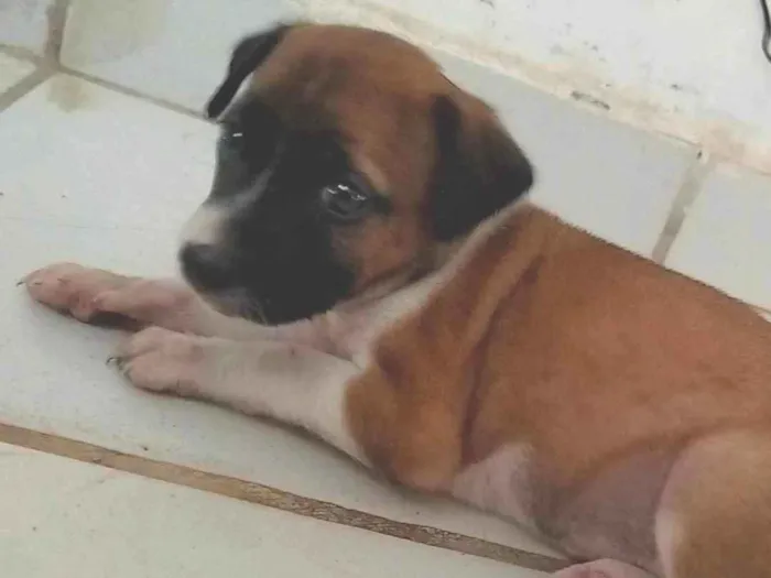 Cachorro ra a SRD-ViraLata idade 2 a 6 meses nome Lua