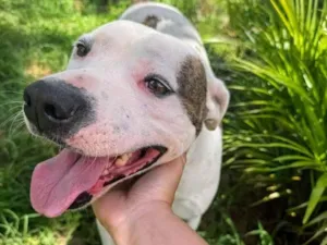 Cachorro raça Pit-Bull idade 2 anos nome Theo 