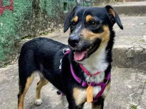 Cachorro raça SRD-ViraLata idade 2 anos nome Bolinha 