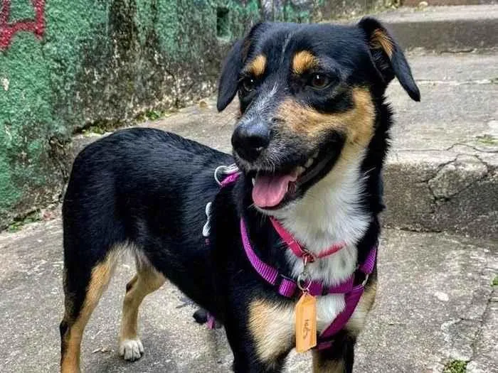 Cachorro ra a SRD-ViraLata idade 2 anos nome Bolinha 