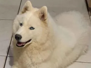 Cachorro raça Husky Siberiano idade 2 a 6 meses nome Pandora 