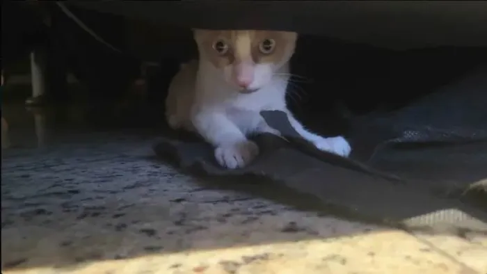 Gato ra a Siamês idade 2 a 6 meses nome Sem nome