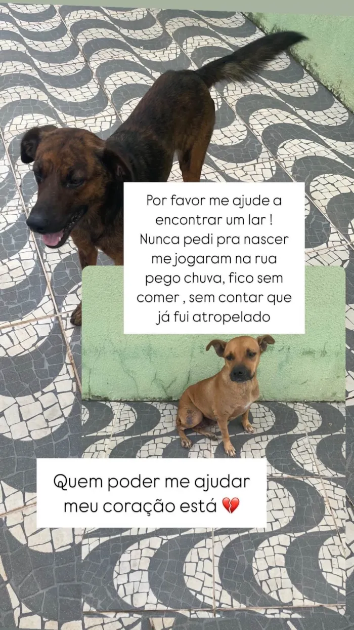 Cachorro ra a SRD-ViraLata idade 5 anos nome Cachorro 