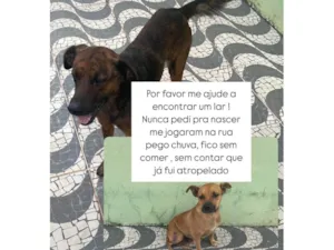 Cachorro raça SRD-ViraLata idade 5 anos nome Cachorro 