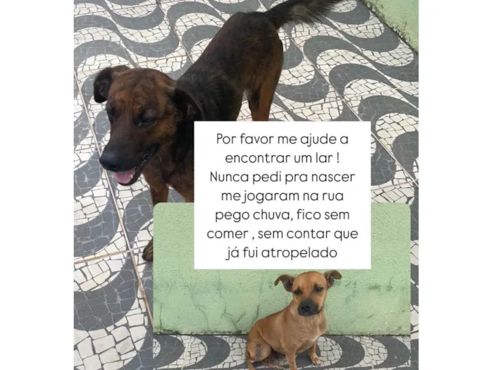 Cachorro ra a SRD-ViraLata idade 5 anos nome Cachorro 