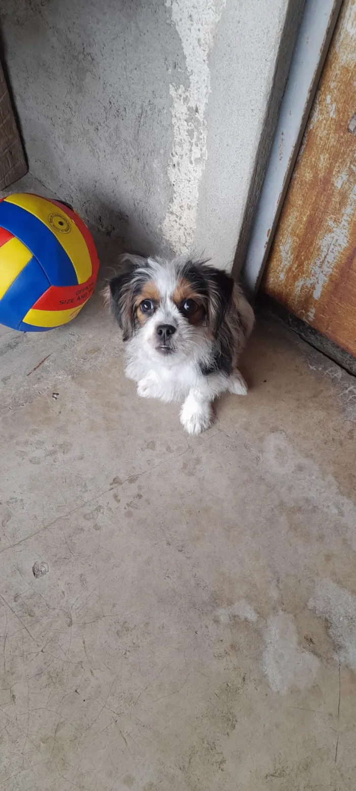 Cachorro ra a SRD-ViraLata idade 2 a 6 meses nome Nina