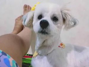 Cachorro raça SRD-ViraLata idade 3 anos nome Hope