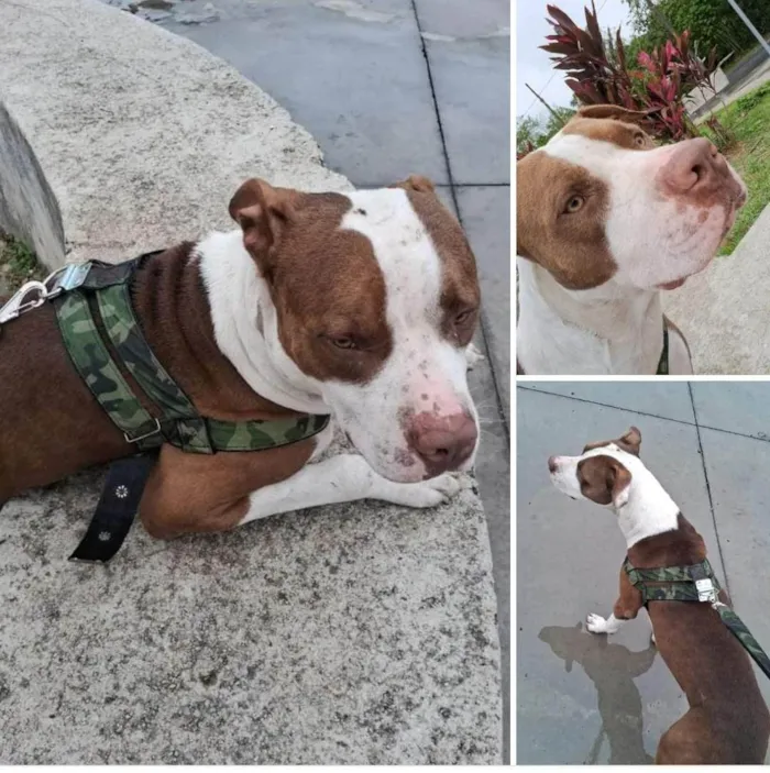 Cachorro ra a Pit-Bull idade 1 ano nome Zeus