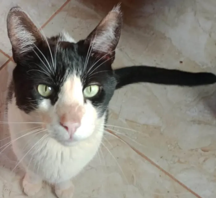 Gato ra a SRD-ViraLata idade 4 anos nome Mupi